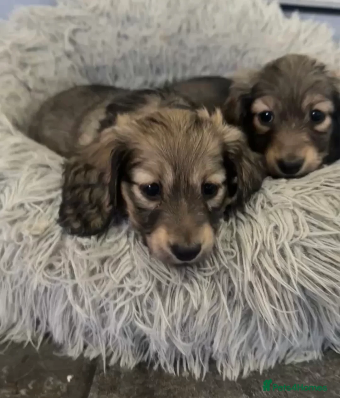 Miniature Dachshund dogs for sale: Shaded cream miniature dachshunds  - Advert 1