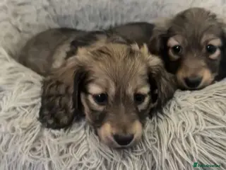 Miniature Dachshund dogs Shaded cream miniature dachshunds - Advert 1