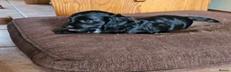 Cocker Spaniel dogs for sale: Stunning Cocker Spaniel puppies  in Berkeley - Advert 8