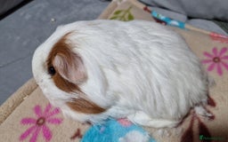 Guinea Pig rodents for sale: Two Stunning Sheltie Sows - Image 7