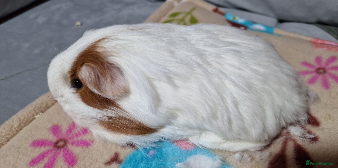 Guinea Pig rodents for sale: Two Stunning Sheltie Sows - Image 7