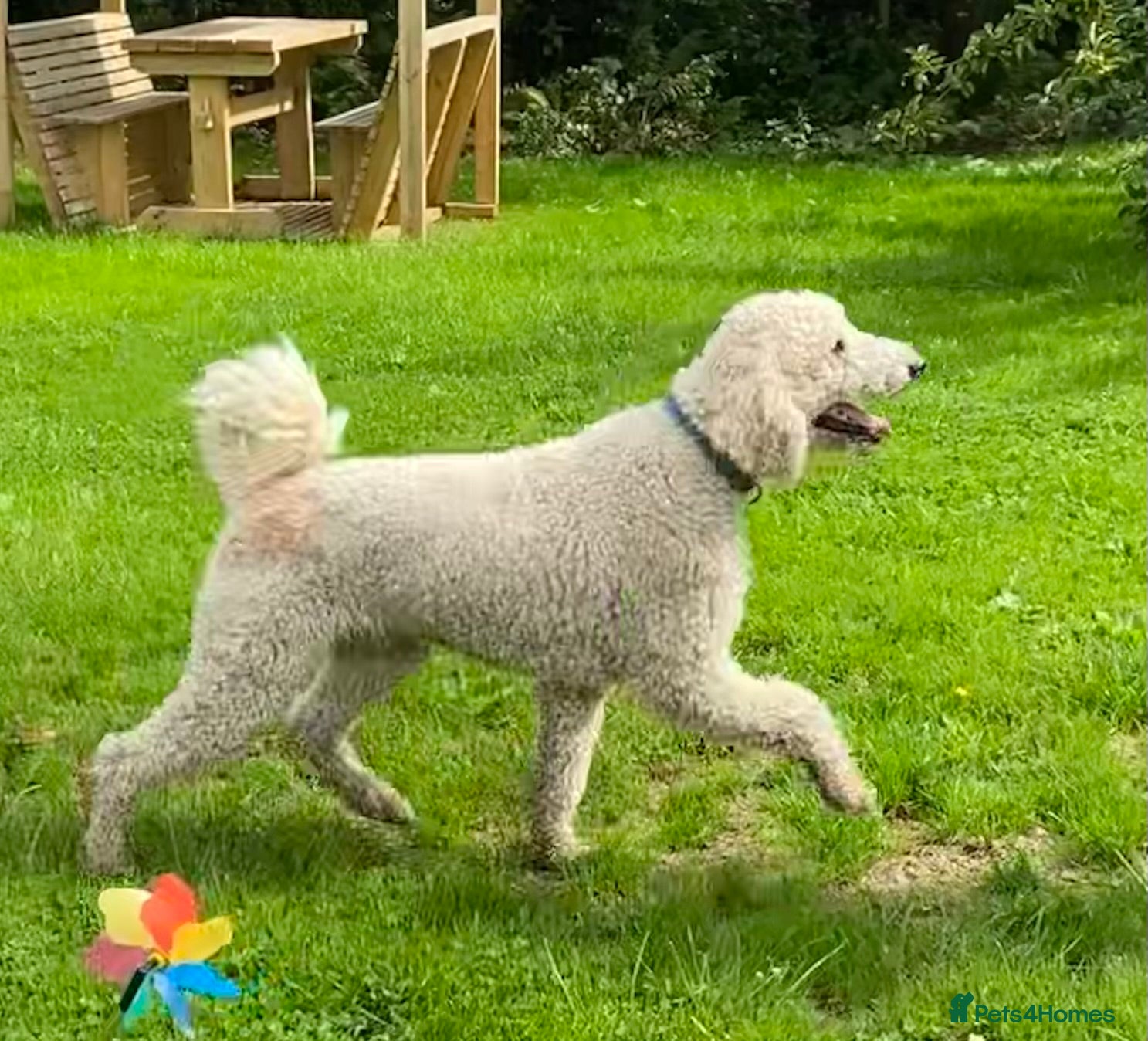 Bordoodle dogs for sale: Standard Bordoodle puppies- ready now - Advert 28