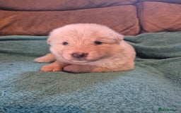 German Shepherd dogs for sale: KC German Shepherd Puppies Blue, White & Black/Tan - Image 32
