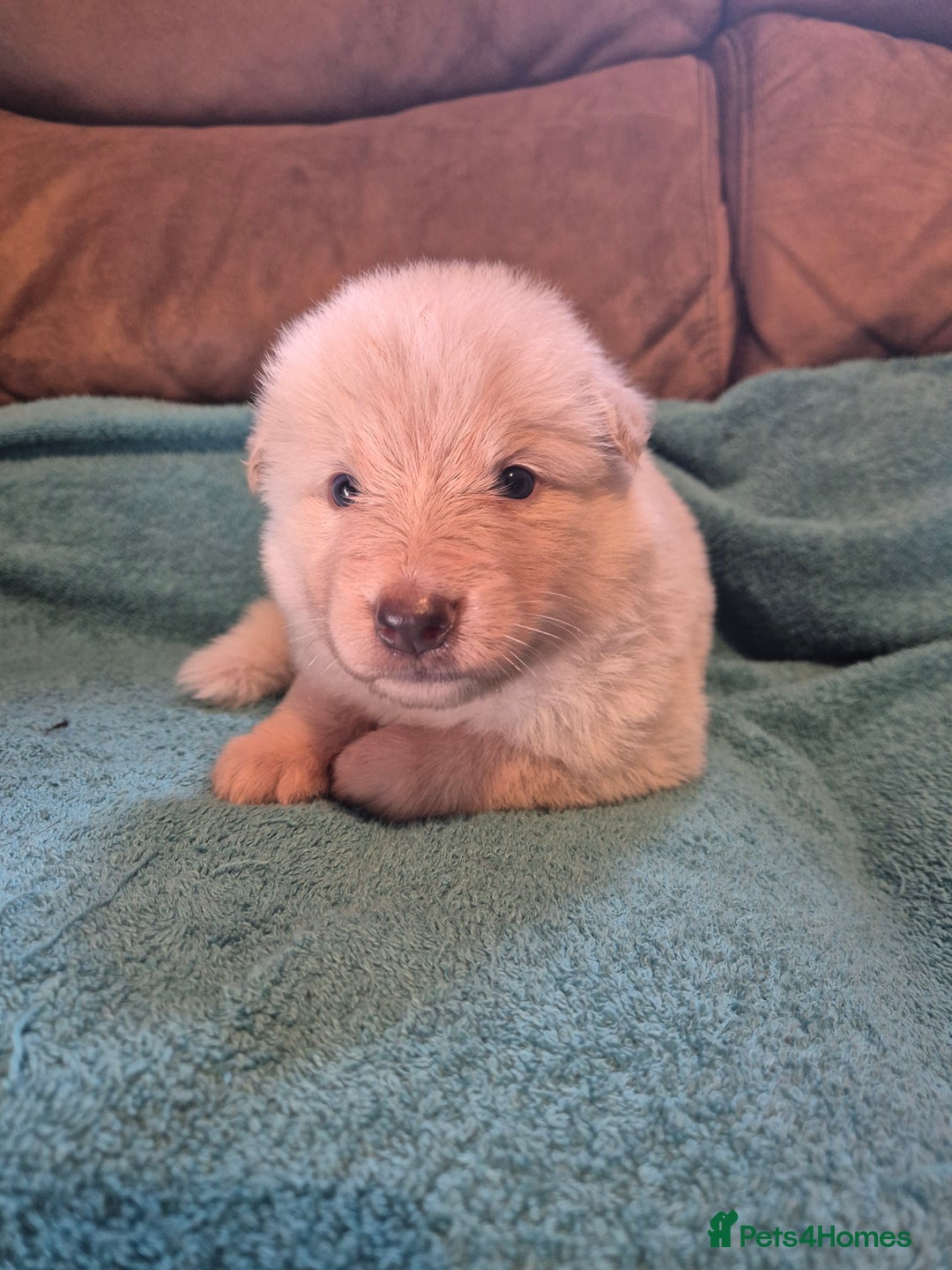 German Shepherd dogs for sale: KC German Shepherd Puppies Blue, White & Black/Tan - Image 32