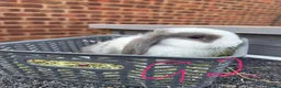 Mini Lop rabbits for sale: 8 week old mini lops. Ready now.  in Tamworth - Advert 7