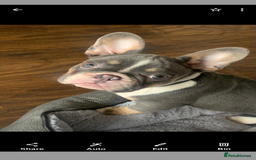 French Bulldog dogs for sale: Introducing the lovely Marley Bear - Image 5