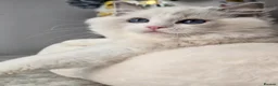 Ragdoll cats for sale: 🥇🏆🐆Exclusive kittens❤️✨️🏆Award winning cattery - Advert 20