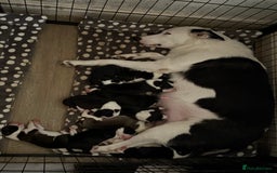 Border Collie dogs for sale: ✨cuddly puppies looking for their forever families - Advert 11