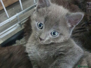 Russian Blue cats Cute kitten boy - Advert 2