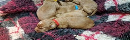 Cocker Spaniel dogs for sale: KC Registered Fox Red Working Cocker Spaniel Pups - Advert 7
