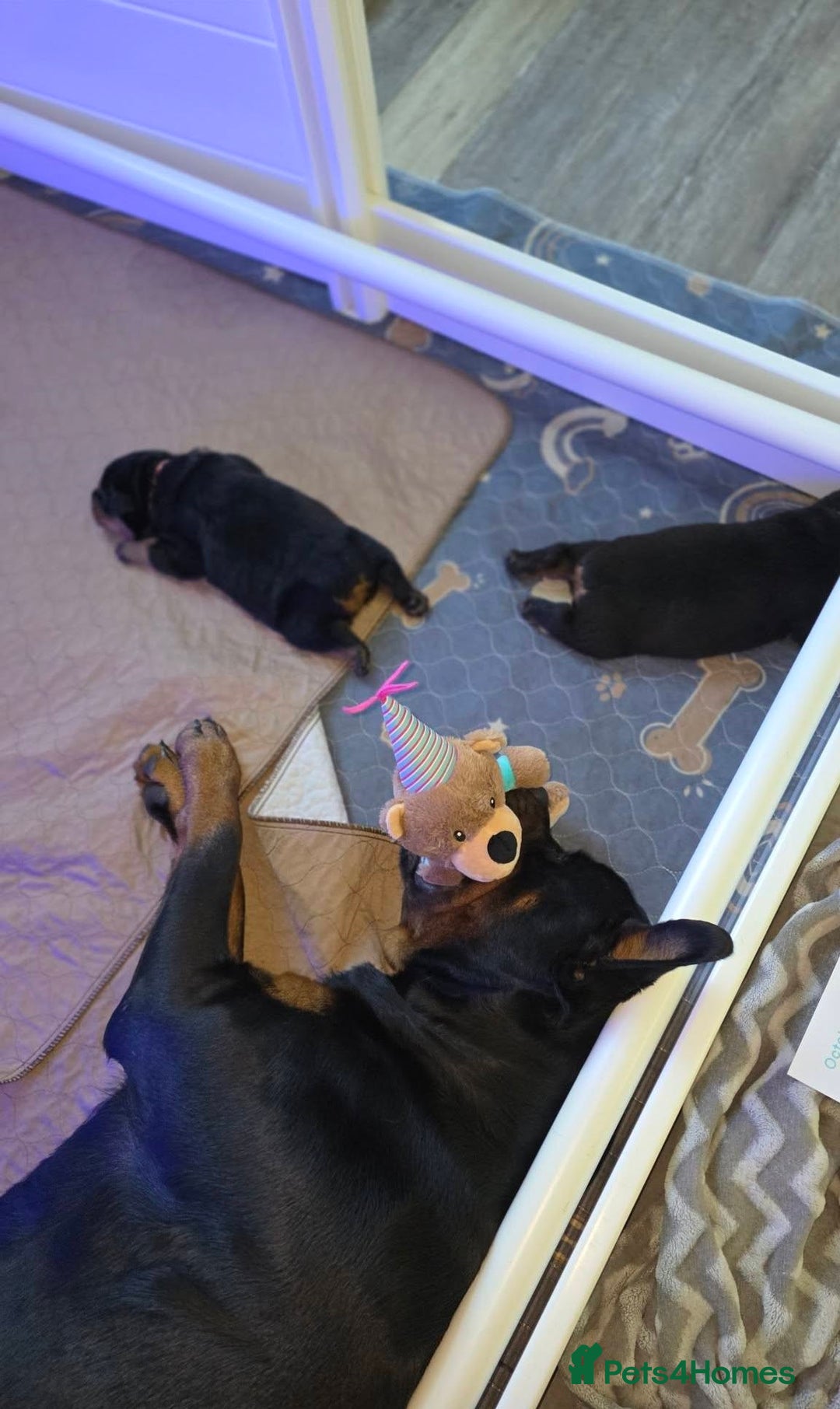 Rottweiler dogs for sale: outstanding Rottweiler pups excellent bloodlines. - Advert 9