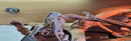Bearded Dragon reptiles for sale: Baby Bearded Dragons  in Ashford - Advert 2