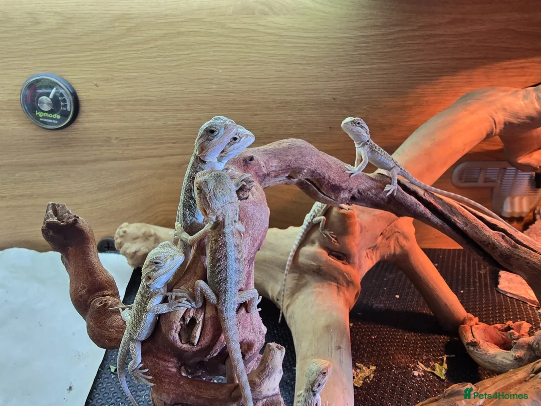Bearded Dragon reptiles for sale: Baby Bearded Dragons  in Ashford - Advert 2