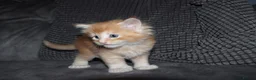 Maine Coon cats for sale: Gorgeous maine coon kittens (2 poly) - Advert 4