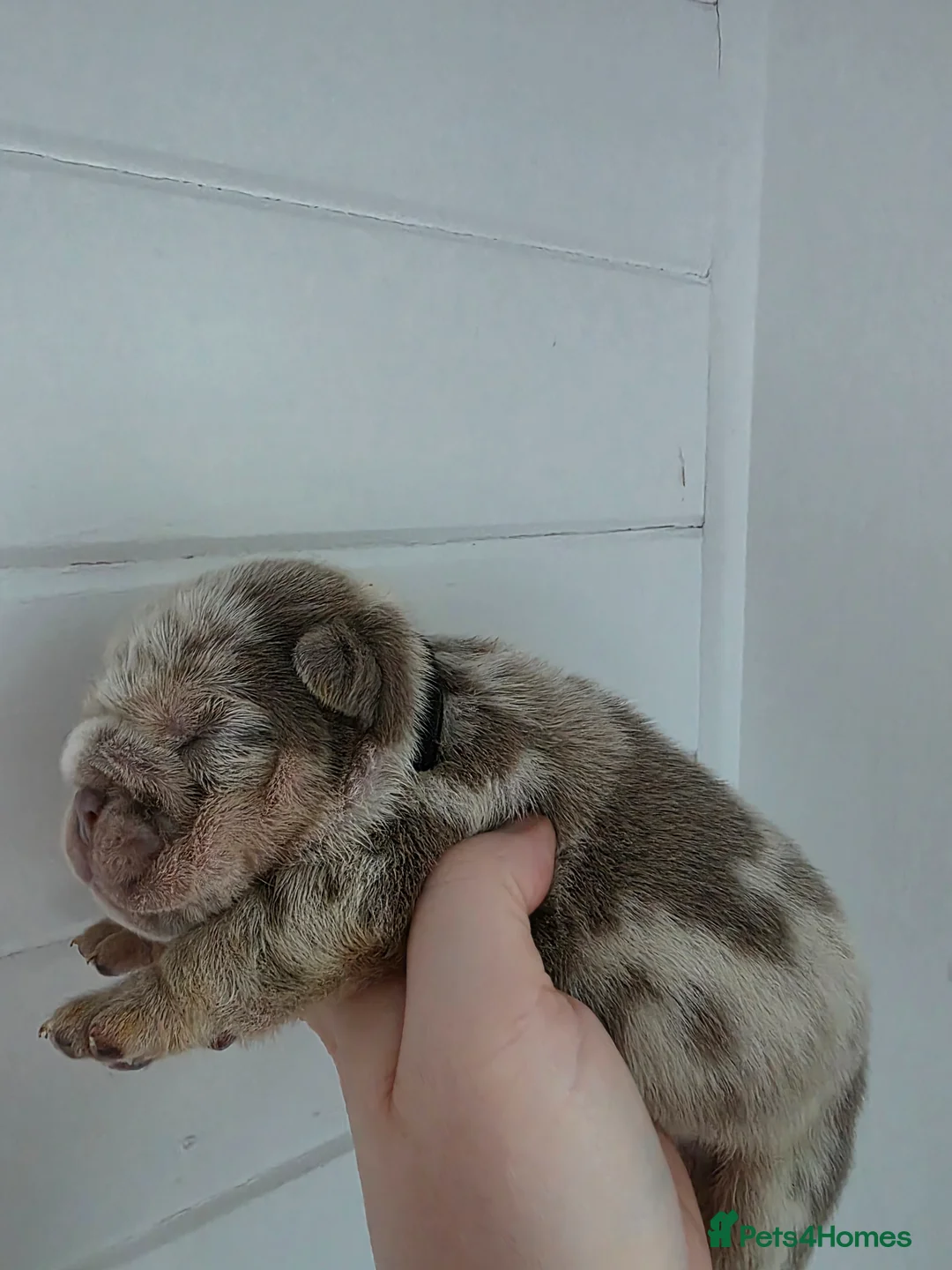 English Bulldog dogs for sale: Kc british bulldog pups - Advert 1