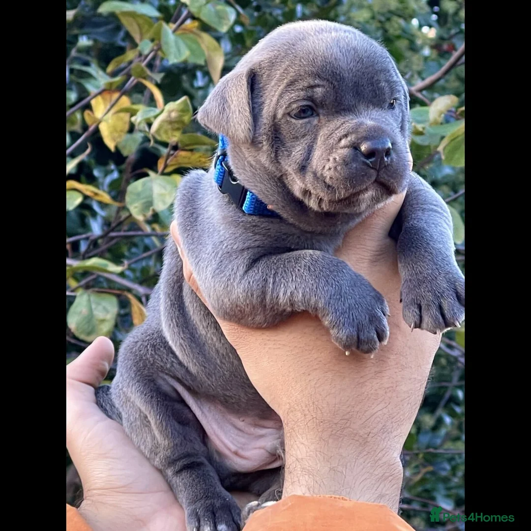 Staffordshire Bull Terrier dogs for sale: Blue staffordshire bull terrier pups in London - Advert 1