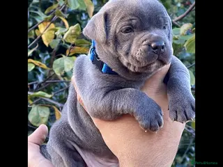 Staffordshire Bull Terrier dogs Blue staffordshire bull terrier pups - Advert 12