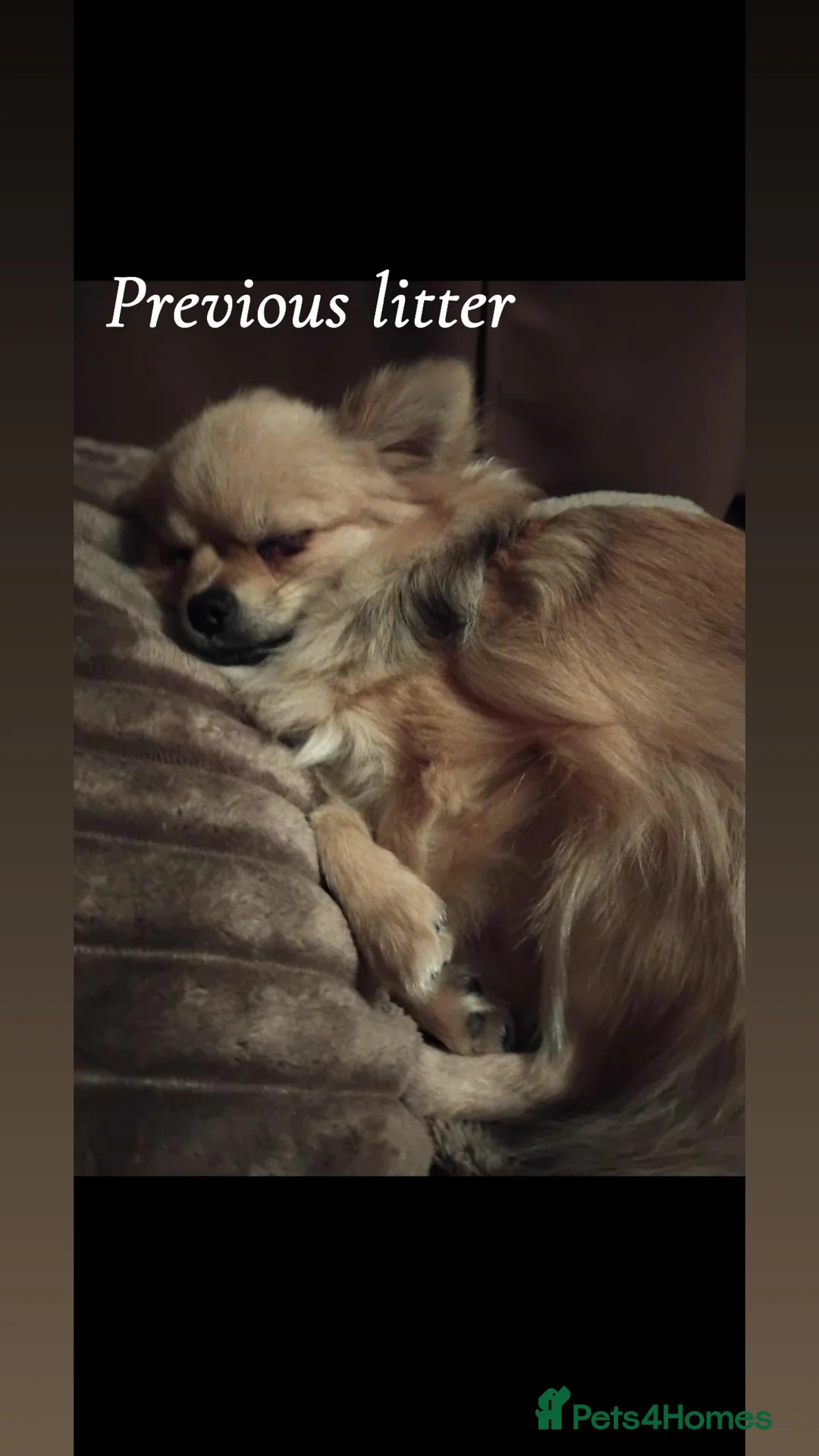 Pomchi dogs for sale: 🎀Pomchi puppies🎀 - Advert 13