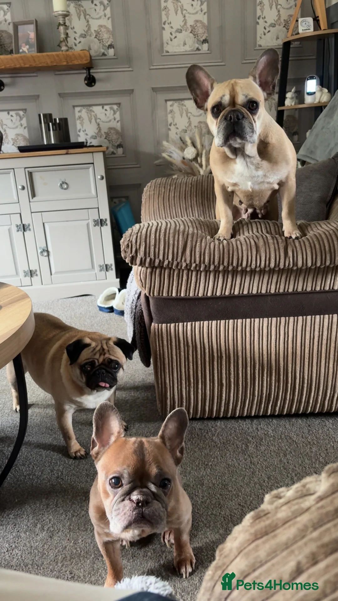 French Bulldog dogs for sale: French bulldog female  - Advert 2