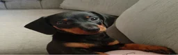 Dachshund dogs for sale: 10 wk old boy - Advert 3