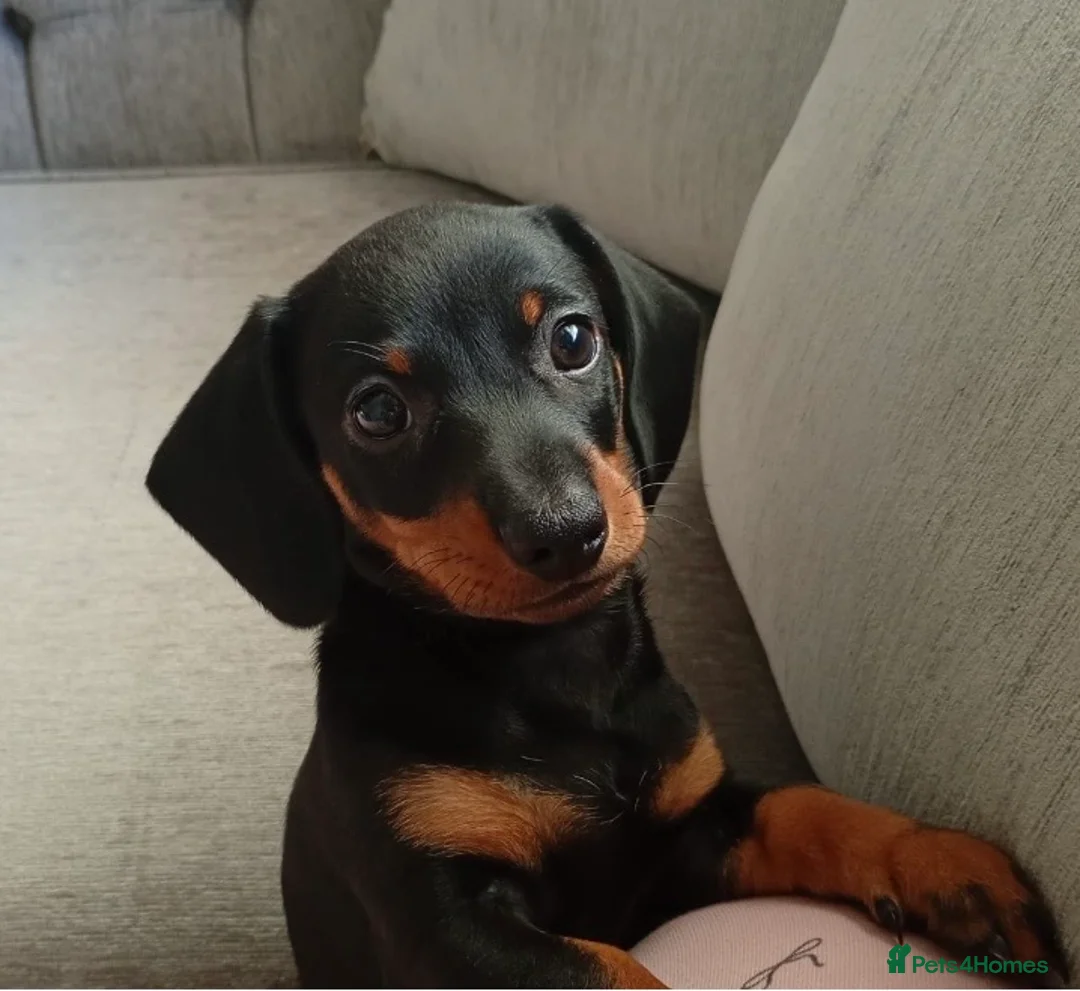 Dachshund dogs for sale: 10 wk old boy - Advert 3