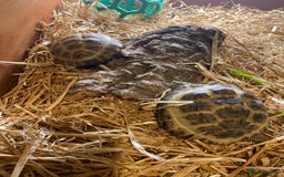 Tortoise reptiles for sale: 2 Female Russian/Horsefield Tortoises - Image 3