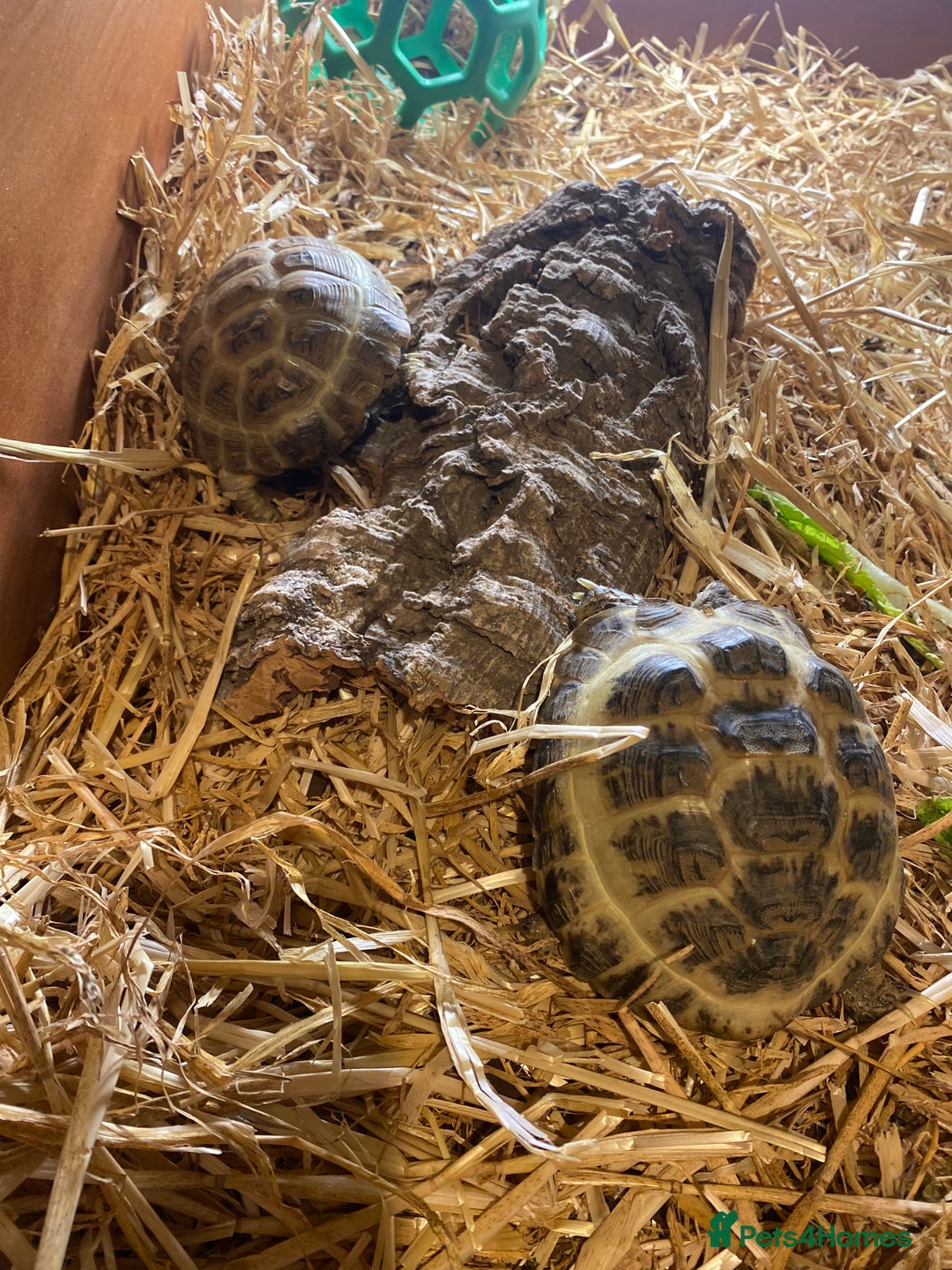 Tortoise reptiles for sale: 2 Female Russian/Horsefield Tortoises - Image 3