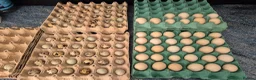 Chickens poultry for sale: Silkies/Seramas/Quails/Hatching eggs - Advert 9