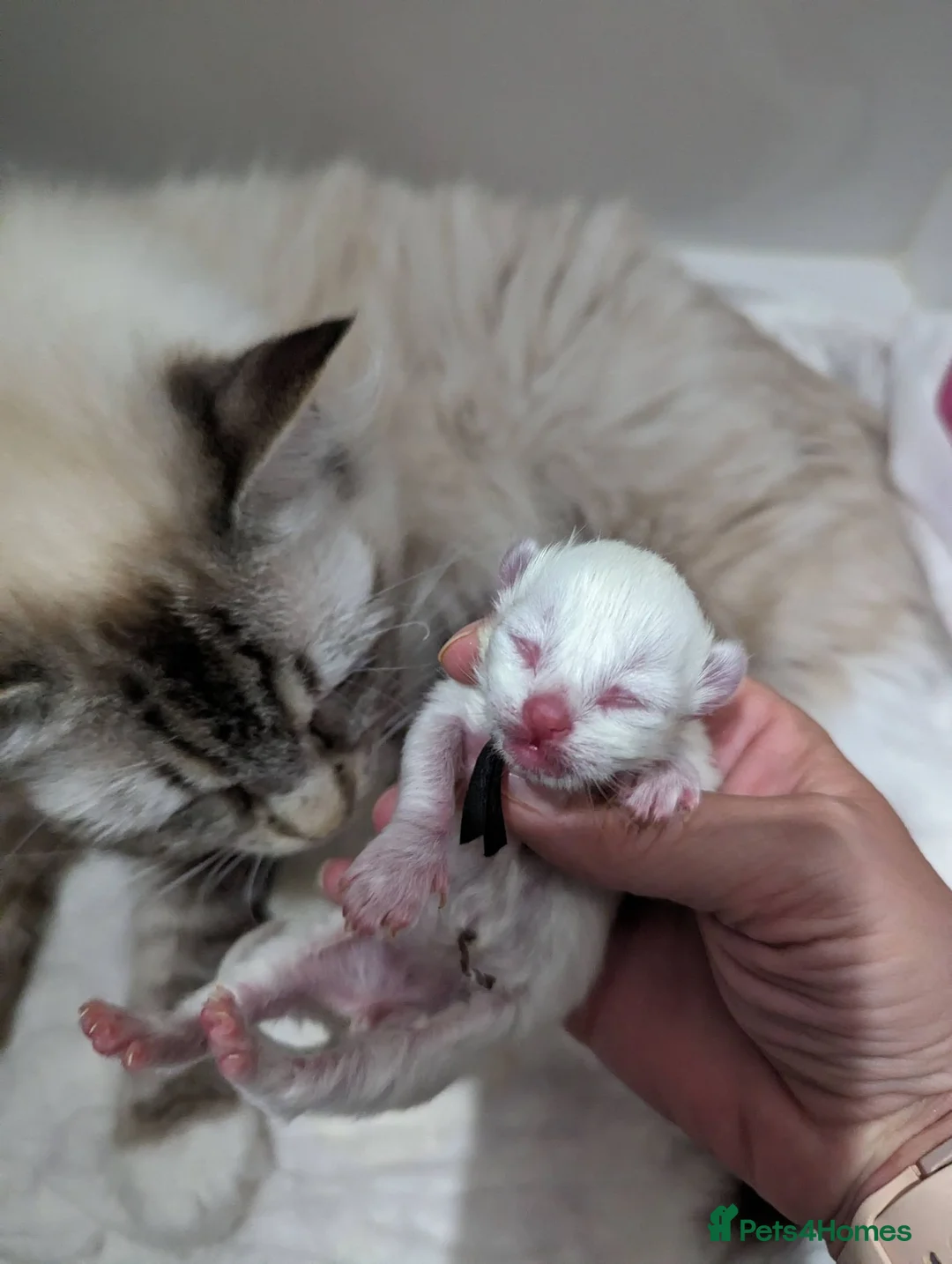 Ragdoll cats for sale: Stunning GCCF REG PEDIGREE RAGDOLLS - Advert 40