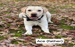 Labrador Retriever dogs for sale: Labrador Retriever Puppies - Image 21