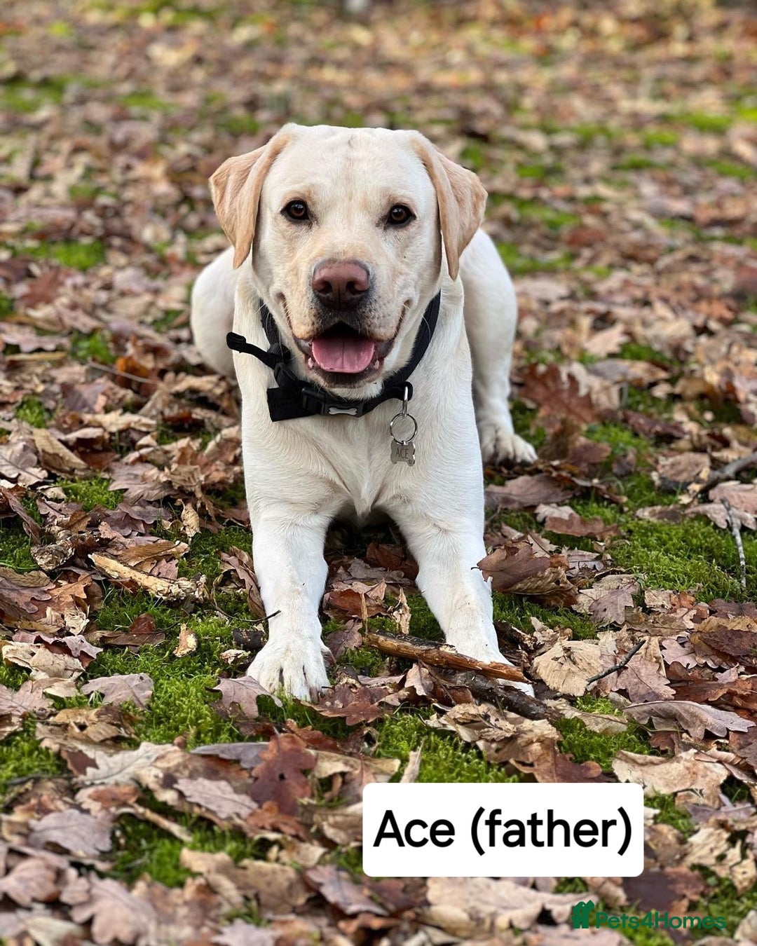 Labrador Retriever dogs for sale: Labrador Retriever Puppies - Image 21