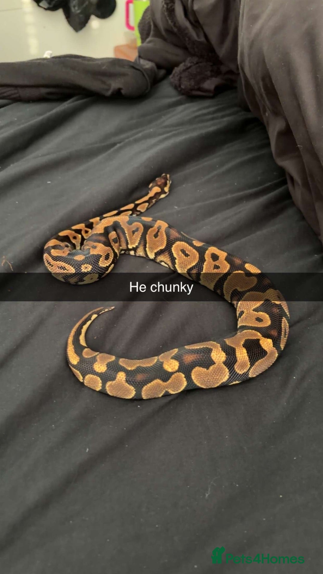 Python Snake reptiles BALL PYTHON - Advert 2