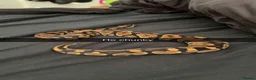 Python Snake reptiles for sale: BALL PYTHON in Runcorn - Advert 2
