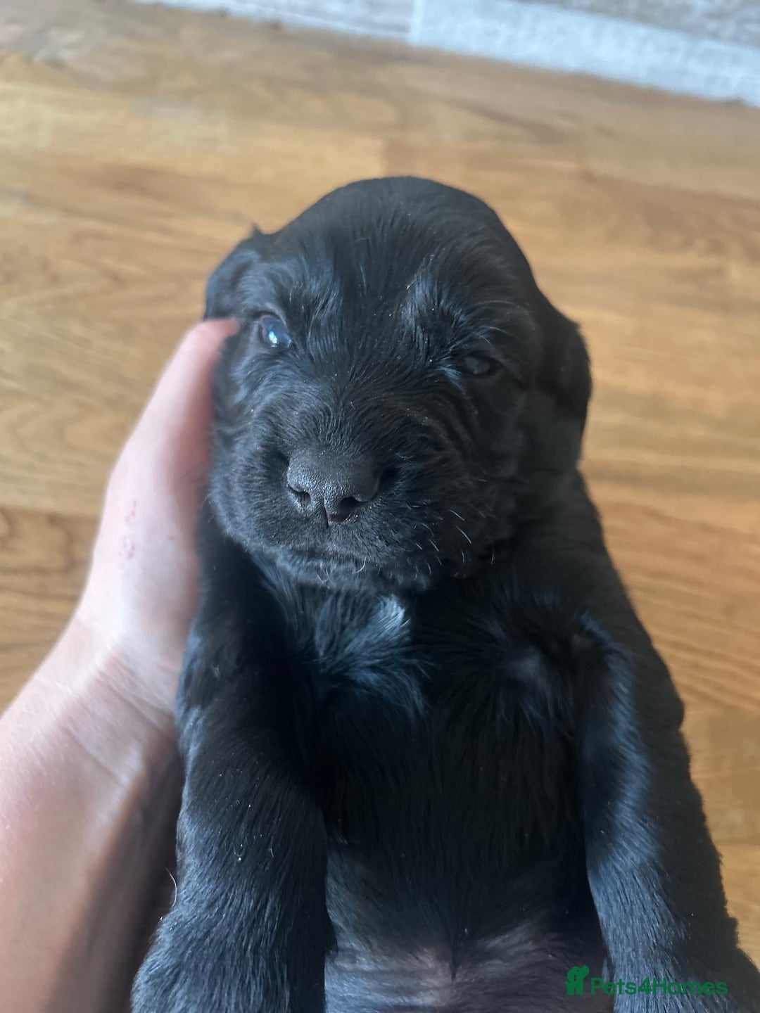 Cocker Spaniel dogs for sale: Baby Cocker Spaniels working type - Image 26