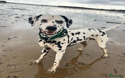 Dalmatian dogs for sale: KC Dalmatian Puppies  - Image 6