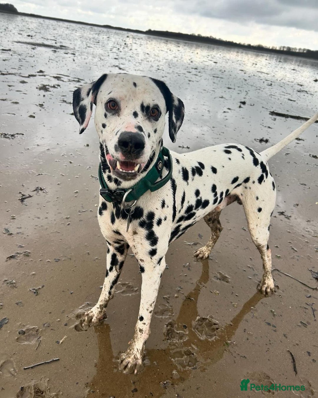 Dalmatian dogs for sale: KC Dalmatian Puppies  - Image 6