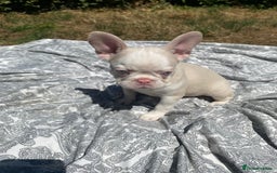 French Bulldog dogs for sale: French bulldog puppies - 3 boys 1 girl (pink husky - Image 24