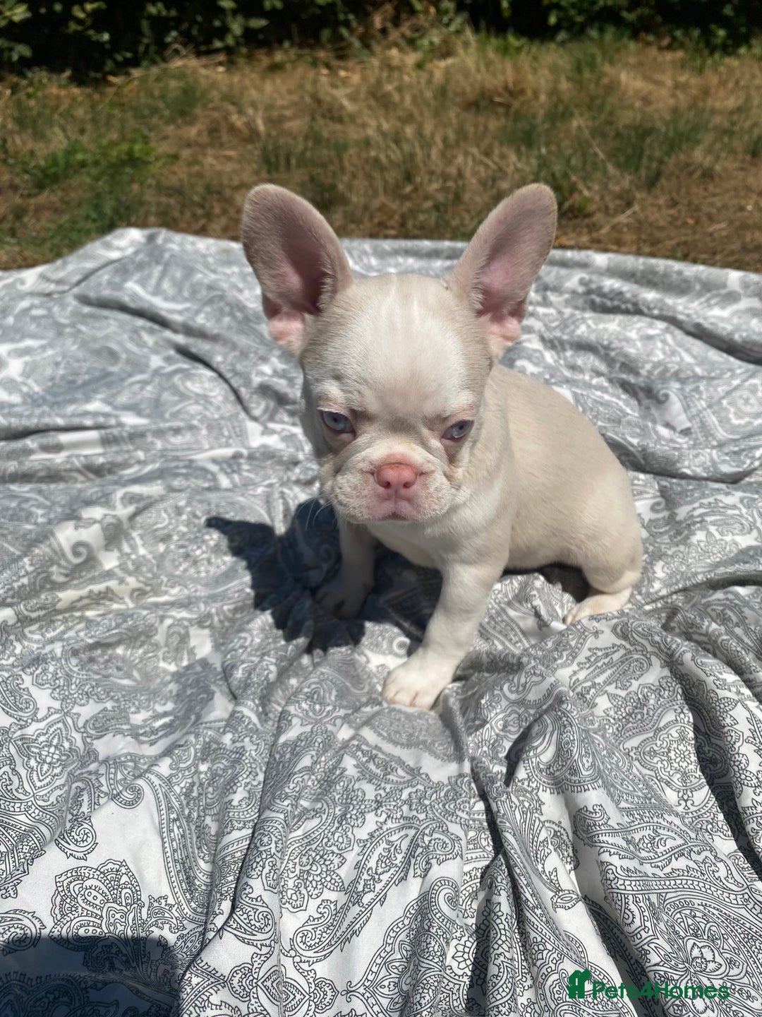 French Bulldog dogs for sale: French bulldog puppies - 3 boys 1 girl (pink husky - Image 24