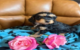 Cavapoo dogs for sale: Ruby &black n tan boys and girls  - Image 14