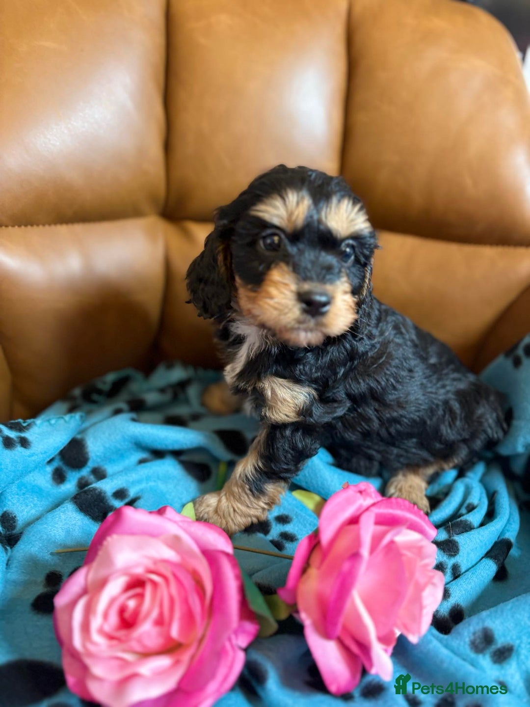 Cavapoo dogs for sale: Ruby &black n tan boys and girls  - Image 14