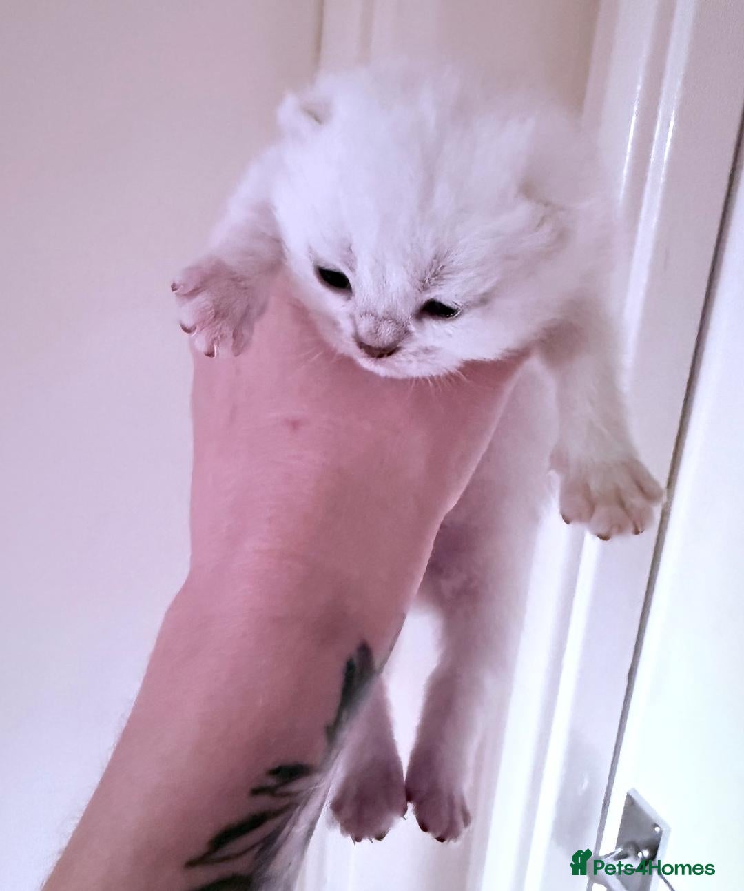 British Shorthair cats British Shorthair Silver Tipped Kittens - Advert 2