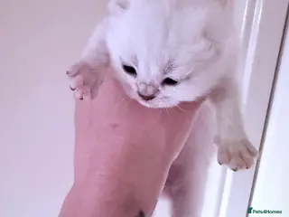 British Shorthair cats British Shorthair Silver Tipped Kittens - Advert 1