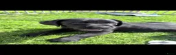 Labrador Retriever dogs for sale: Labrador puppies from a 5 Star License Breeder  - Advert 4
