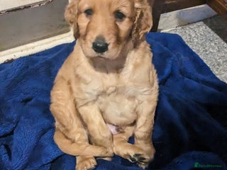 Irish Doodle dogs Beautiful Irish doodles for sale - Advert 1