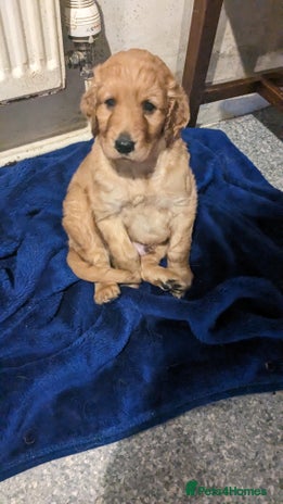 Irish Doodle dogs Beautiful Irish doodles for sale - Advert 1