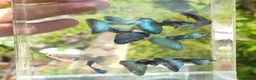 Live Bearers fish for sale: Pure Strain Guppies (A Grade) in Peterborough - Advert 5