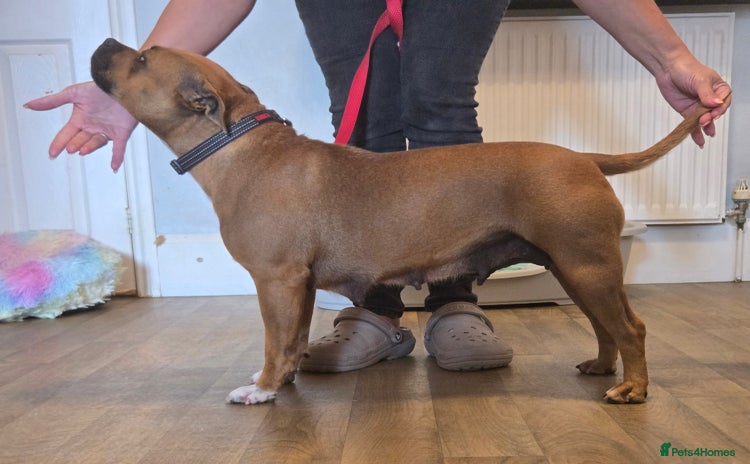 Staffordshire Bull Terrier dogs - Advert 1