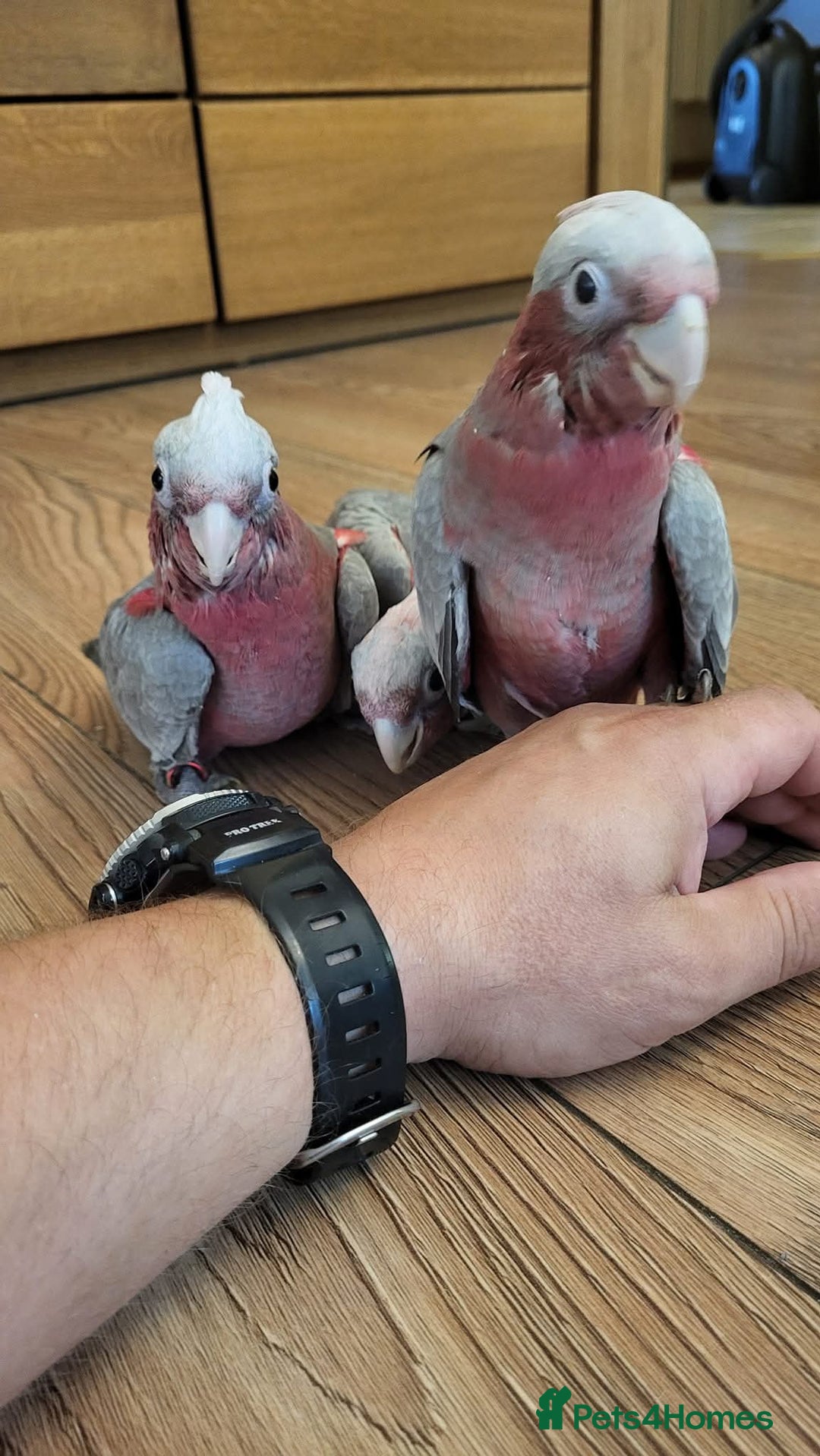 Cockatoo birds for sale: Galah cockatoos babies DNA tested  - Advert 8