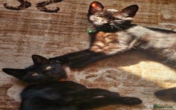 Mixed Breed cats for sale: British Short Haired mix in Enfield - Image 6