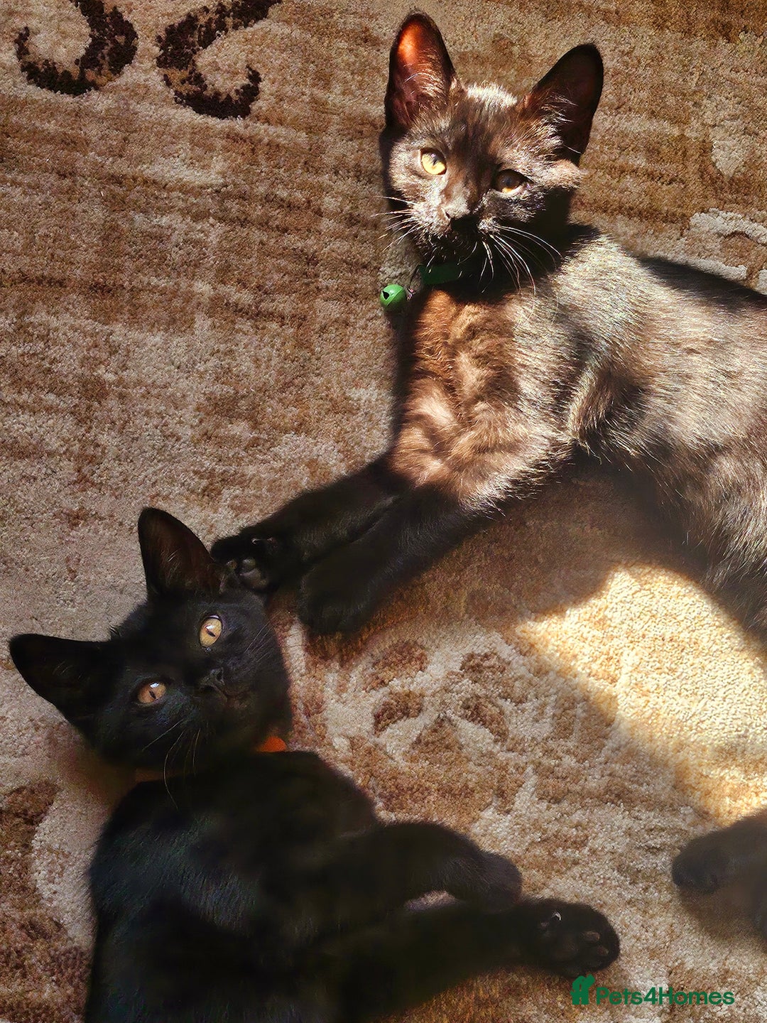 Mixed Breed cats for sale: British Short Haired mix in Enfield - Image 6